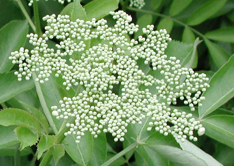 Elderberry, American, Black, or Common (Sambucus canadensis L.) - 04a