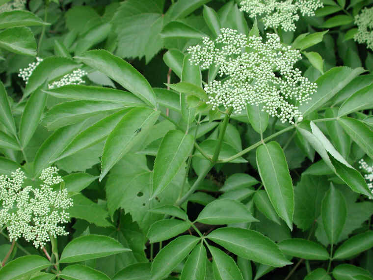 Elderberry, American, Black, or Common (Sambucus canadensis L.) - 05