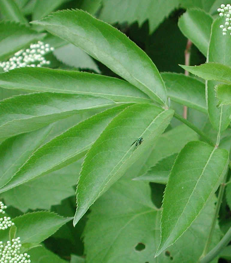 Elderberry, American, Black, or Common (Sambucus canadensis L.) - 05a