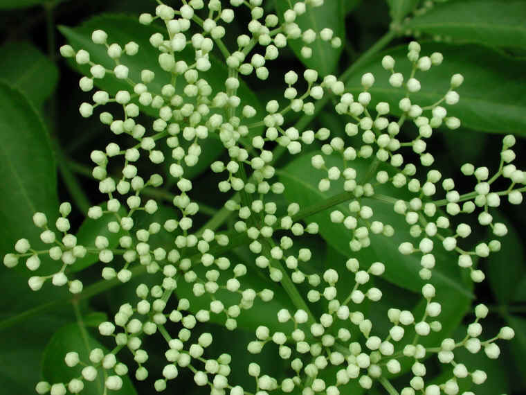Elderberry, American, Black, or Common (Sambucus canadensis L.) - 08