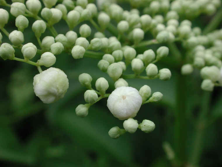 Elderberry, American, Black, or Common (Sambucus canadensis L.) - 10