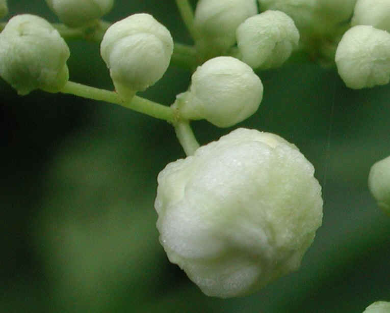 Elderberry, American, Black, or Common (Sambucus canadensis L.) - 10a