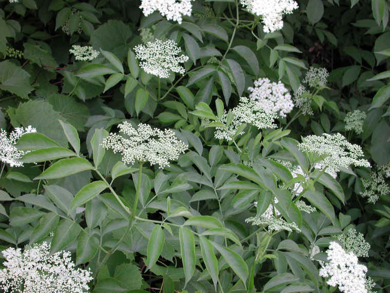 Elderberry, American, Black, or Common (Sambucus canadensis L.) - 11