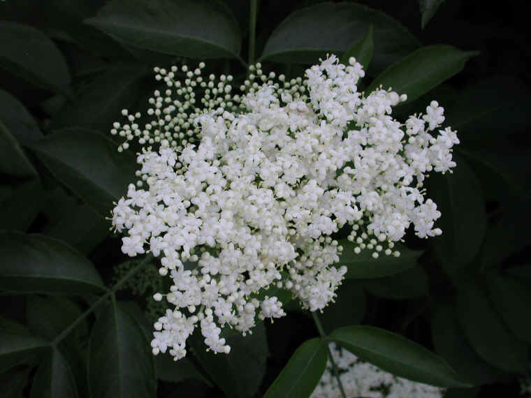 Elderberry, American, Black, or Common (Sambucus canadensis L.) - 12