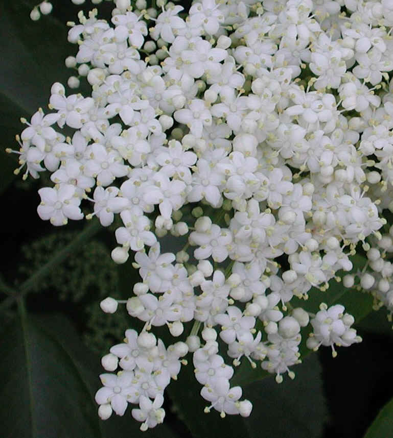 Elderberry, American, Black, or Common (Sambucus canadensis L.) - 12a