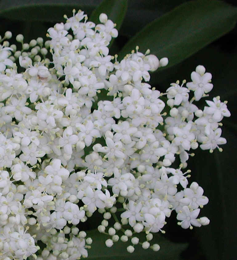 Elderberry, American, Black, or Common (Sambucus canadensis L.) - 12b