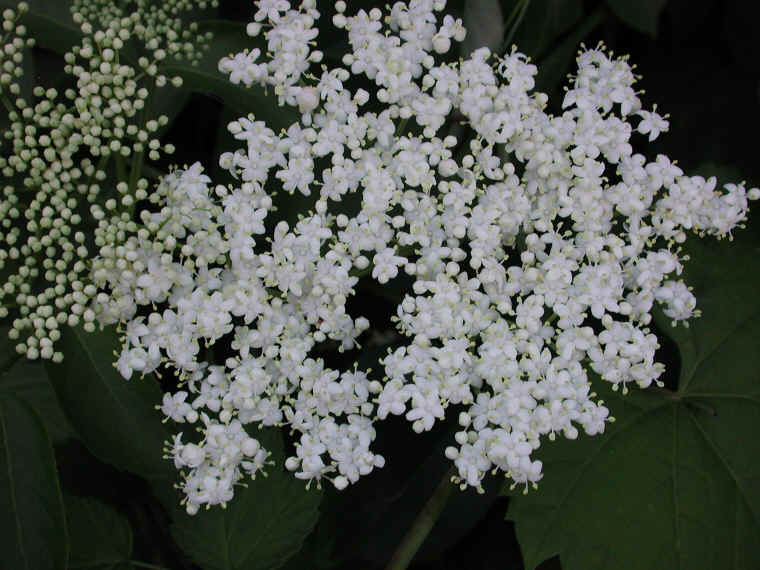 Elderberry, American, Black, or Common (Sambucus canadensis L.) - 13