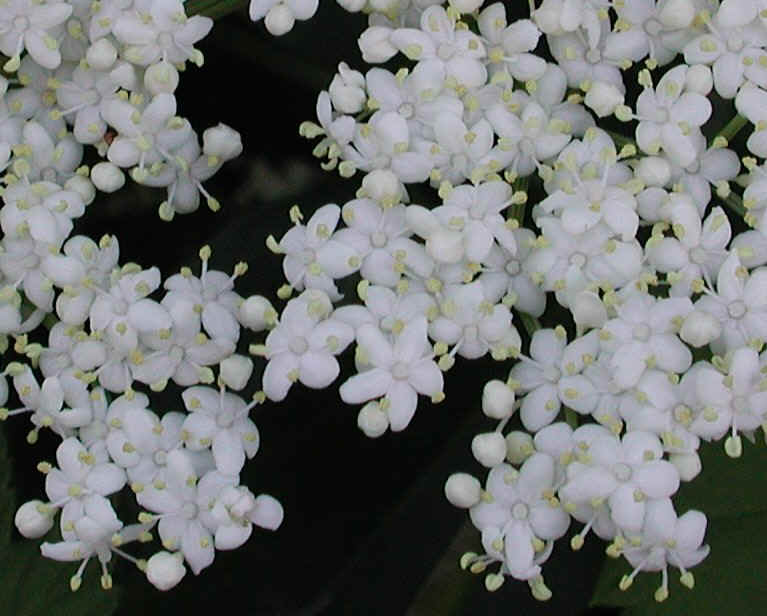 Elderberry, American, Black, or Common (Sambucus canadensis L.) - 13a