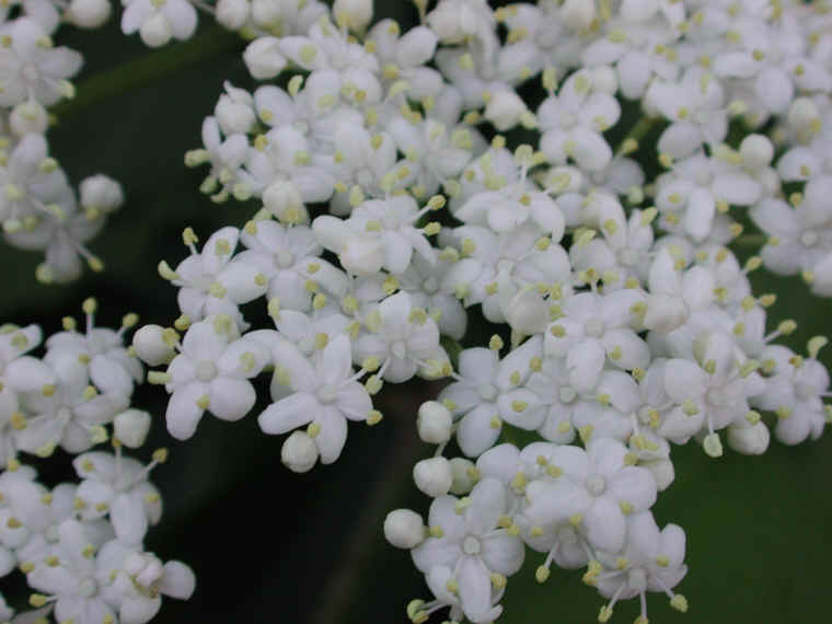 Elderberry, American, Black, or Common (Sambucus canadensis L.) - 14