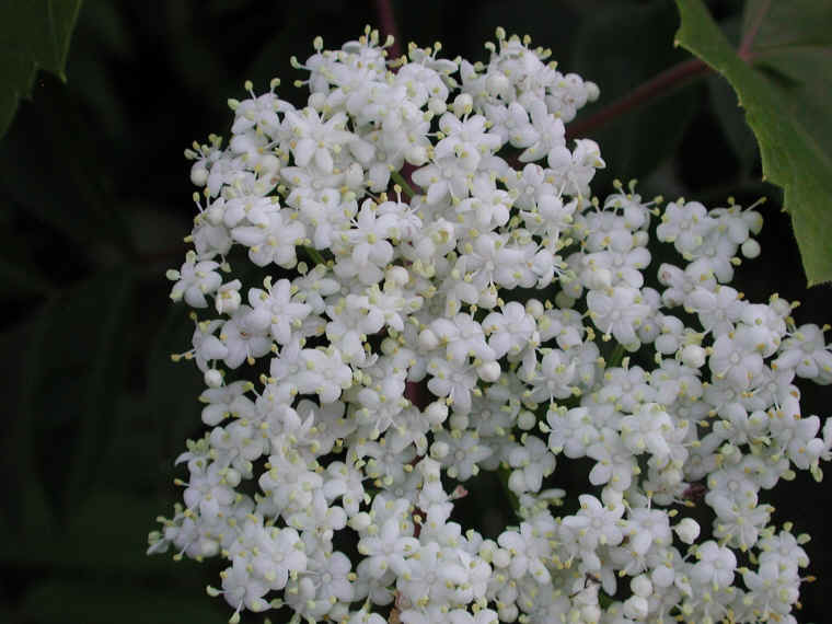 Elderberry, American, Black, or Common (Sambucus canadensis L.) - 16