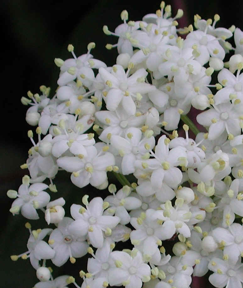 Elderberry, American, Black, or Common (Sambucus canadensis L.) - 16a