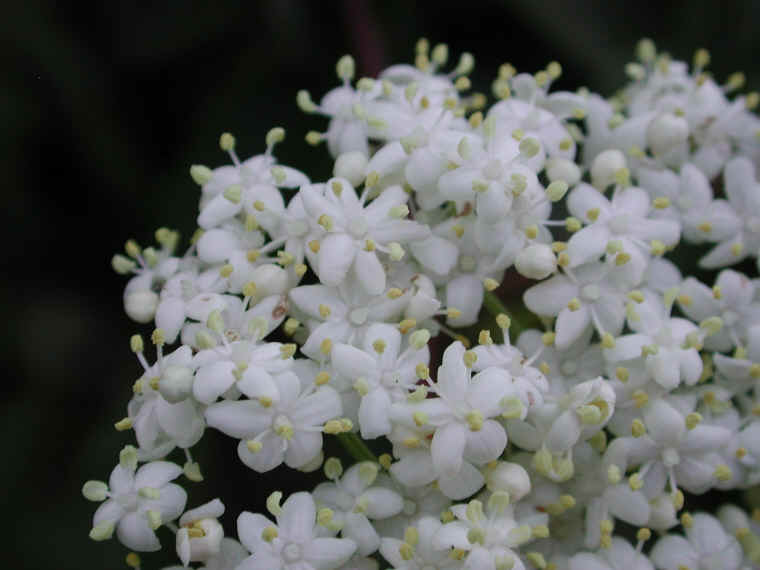 Elderberry, American, Black, or Common (Sambucus canadensis L.) - 17