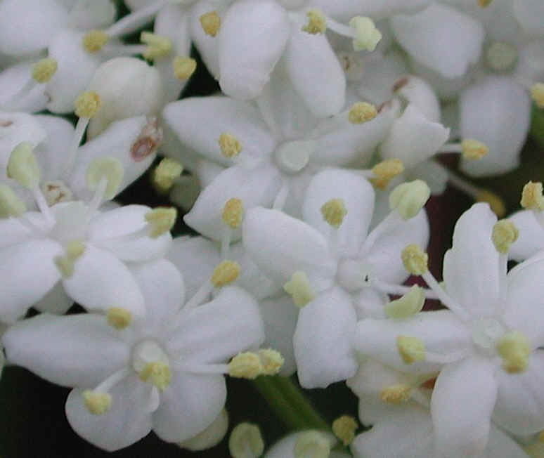 Elderberry, American, Black, or Common (Sambucus canadensis L.) - 17a