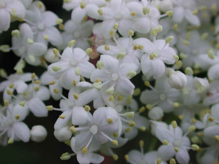 Elderberry, American, Black, or Common (Sambucus canadensis L.) - 18