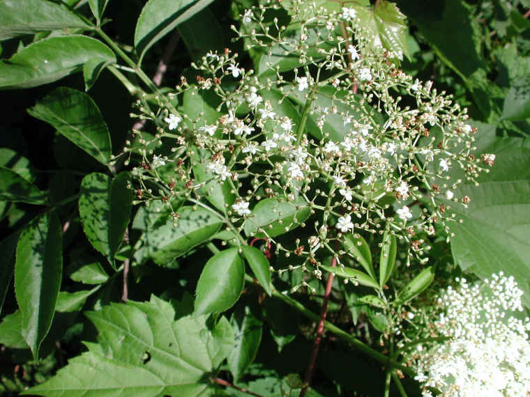 Elderberry, American, Black, or Common (Sambucus canadensis L.) - 22