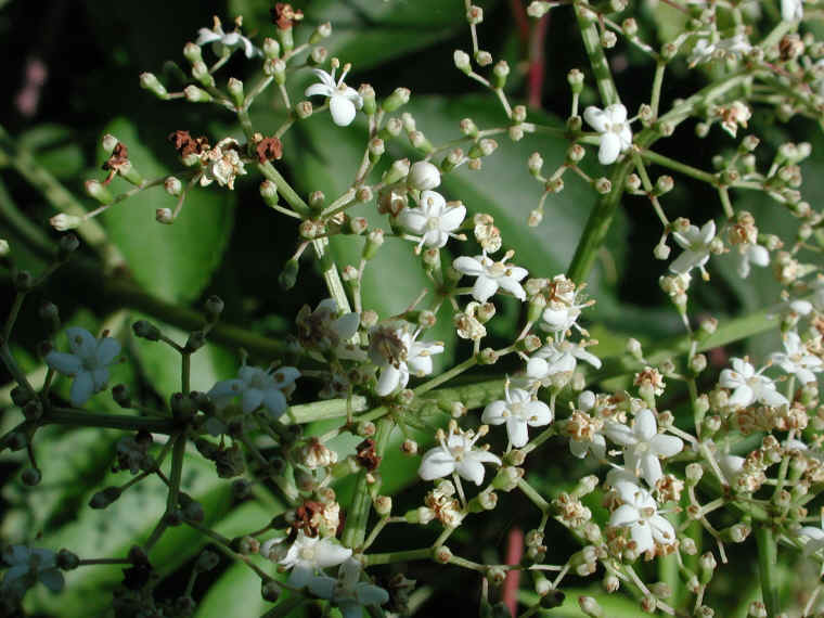 Elderberry, American, Black, or Common (Sambucus canadensis L.) - 23