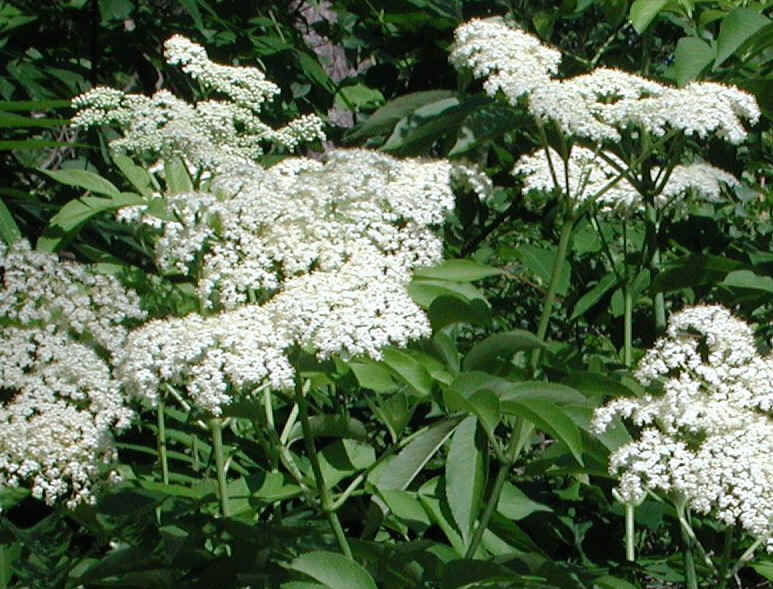 Elderberry, American, Black, or Common (Sambucus canadensis L.) - 24a