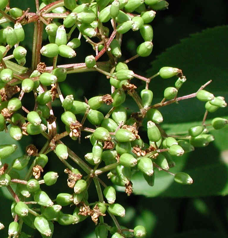 Elderberry, American, Black, or Common (Sambucus canadensis L.) - 25a