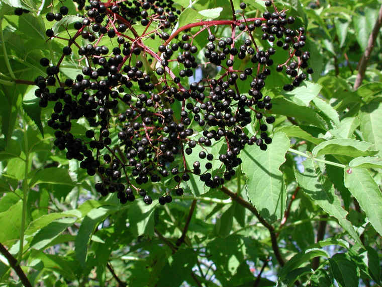 Elderberry, American, Black, or Common (Sambucus canadensis L.) - 27