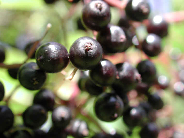 Elderberry, American, Black, or Common (Sambucus canadensis L.) - 28