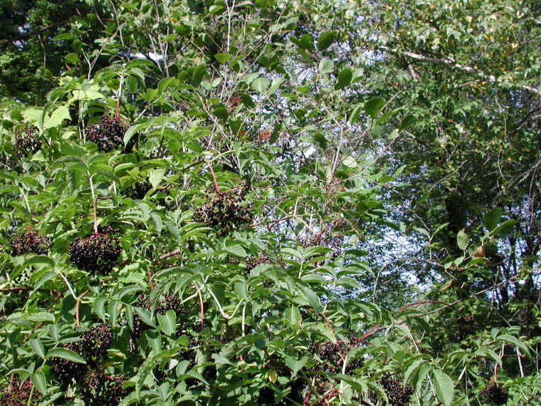 Elderberry, American, Black, or Common (Sambucus canadensis L.) - 29