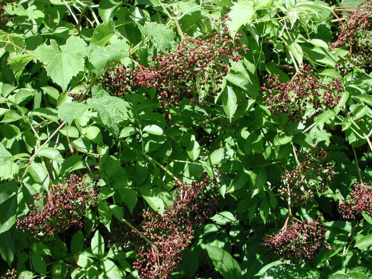 Elderberry, American, Black, or Common (Sambucus canadensis L.) - 30
