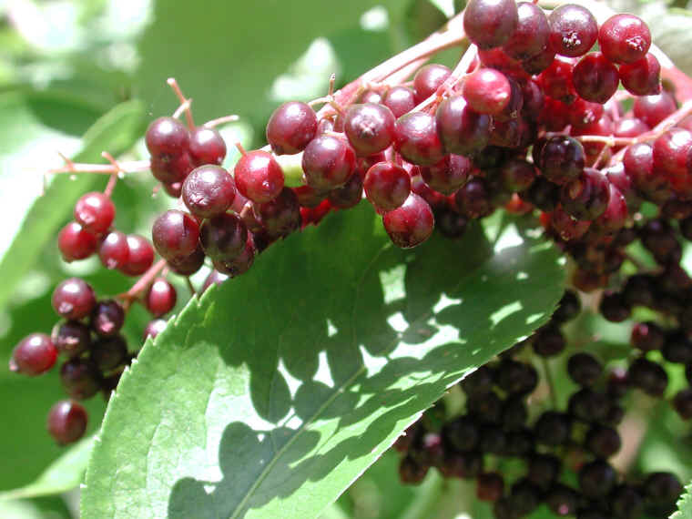 Elderberry, American, Black, or Common (Sambucus canadensis L.) - 31