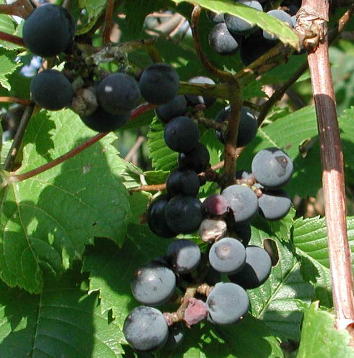 Grapes, Wild (Vitis spp) - 02a