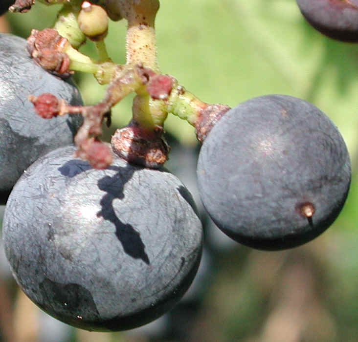 Grapes, Wild (Vitis spp) - 03