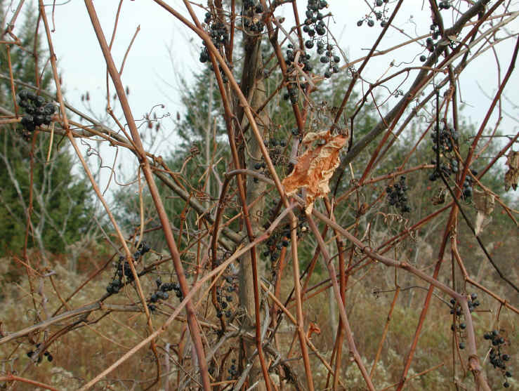 Grapes, Wild (Vitis spp) - 08