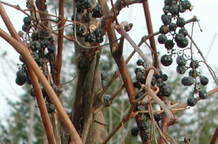 Grapes, Wild (Vitis spp) - 08a