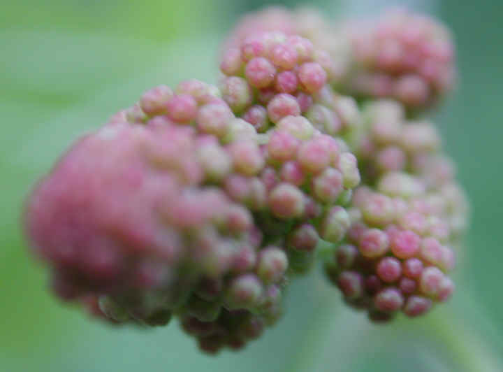 Grapes, Wild (Vitis spp) - 13