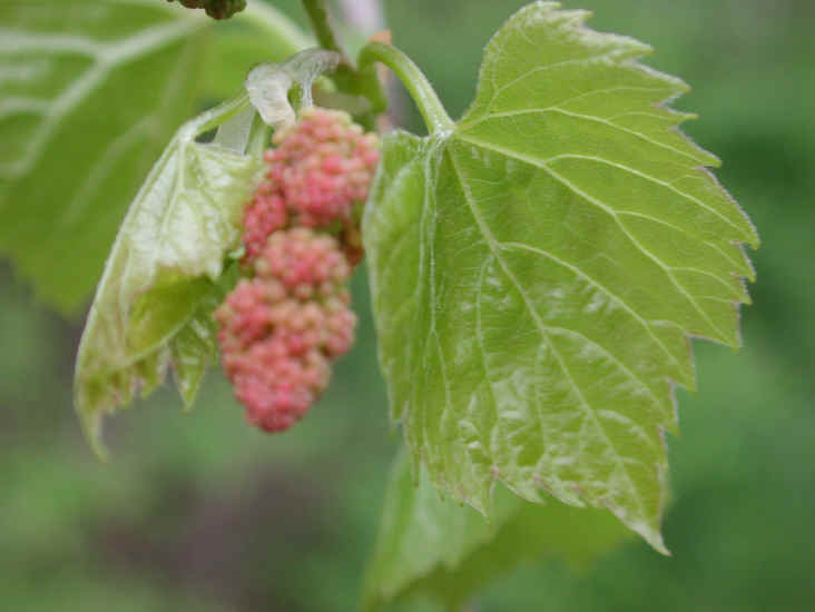 Grapes, Wild (Vitis spp) - 14