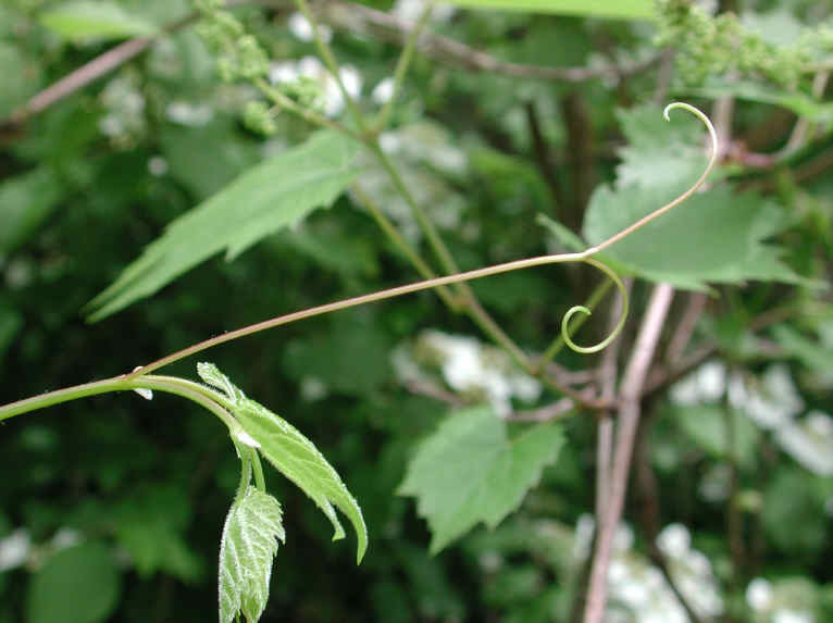 Grapes, Wild (Vitis spp) - 24
