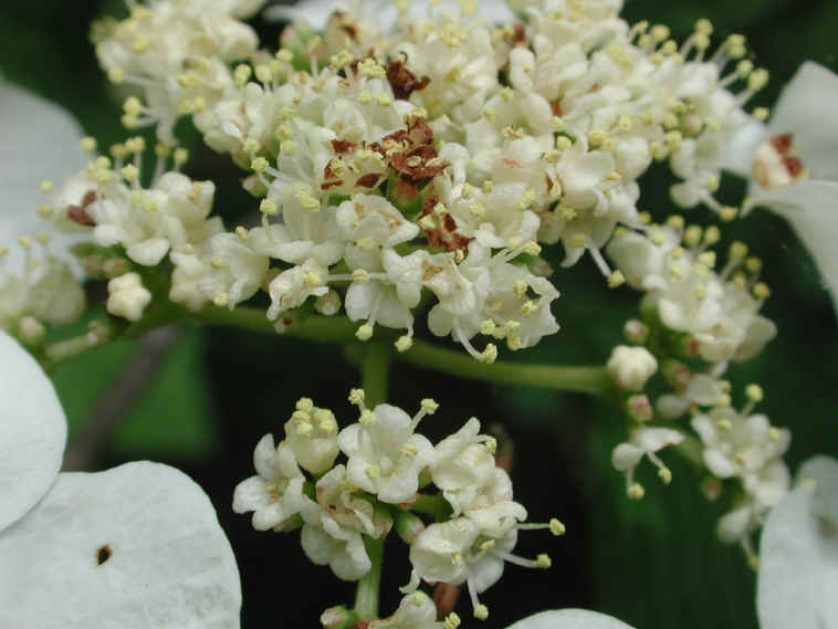 Hobblebush (Viburnum lantanoides or Viburnum alnifilium) - 03