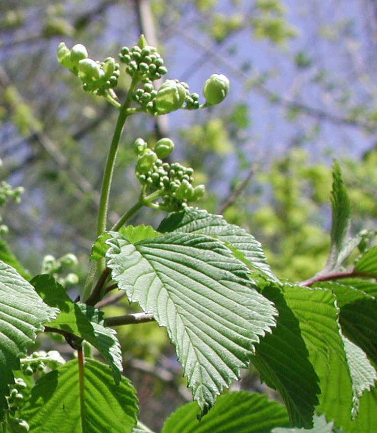 Hobblebush (Viburnum lantanoides or Viburnum alnifilium) - 09b