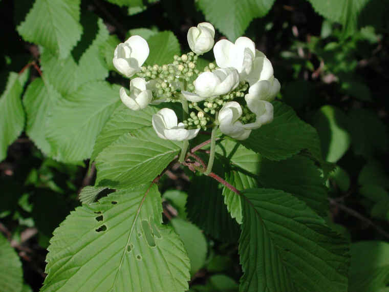 Hobblebush (Viburnum lantanoides or Viburnum alnifilium) - 15