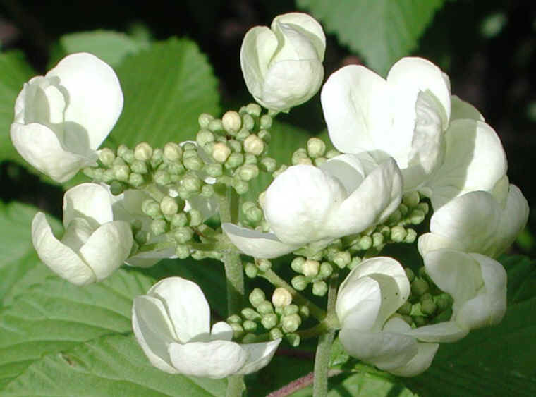 Hobblebush (Viburnum lantanoides or Viburnum alnifilium) - 15a