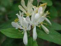 Morrow Honeysuckle (Lonicera morrowii)