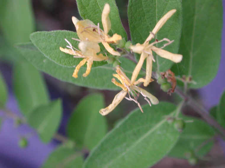 Honeysuckle, Morrow (Lonicera morrowii) - 04