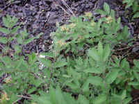 Honeysuckle, Morrow (Lonicera morrowii) - 05