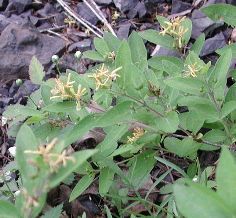Honeysuckle, Morrow (Lonicera morrowii) - 05a