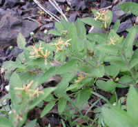Honeysuckle, Morrow (Lonicera morrowii) - 05a