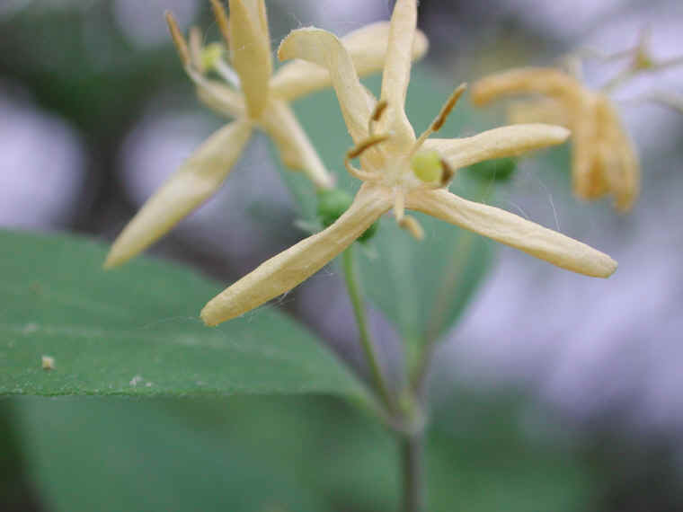 Honeysuckle, Morrow (Lonicera morrowii) - 06