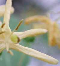 Honeysuckle, Morrow (Lonicera morrowii) - 06a