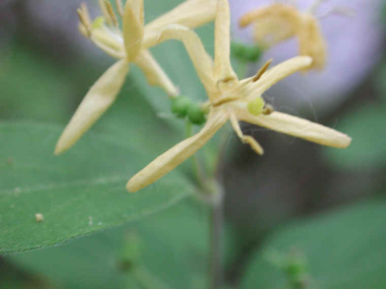 Honeysuckle, Morrow (Lonicera morrowii) - 07