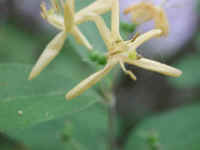 Honeysuckle, Morrow (Lonicera morrowii) - 07