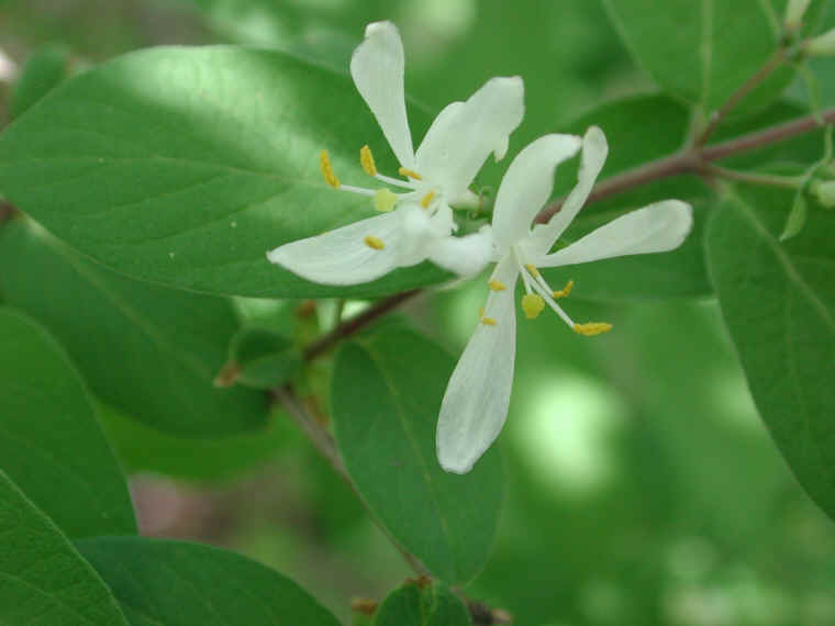 Honeysuckle, Morrow (Lonicera morrowii) - 08