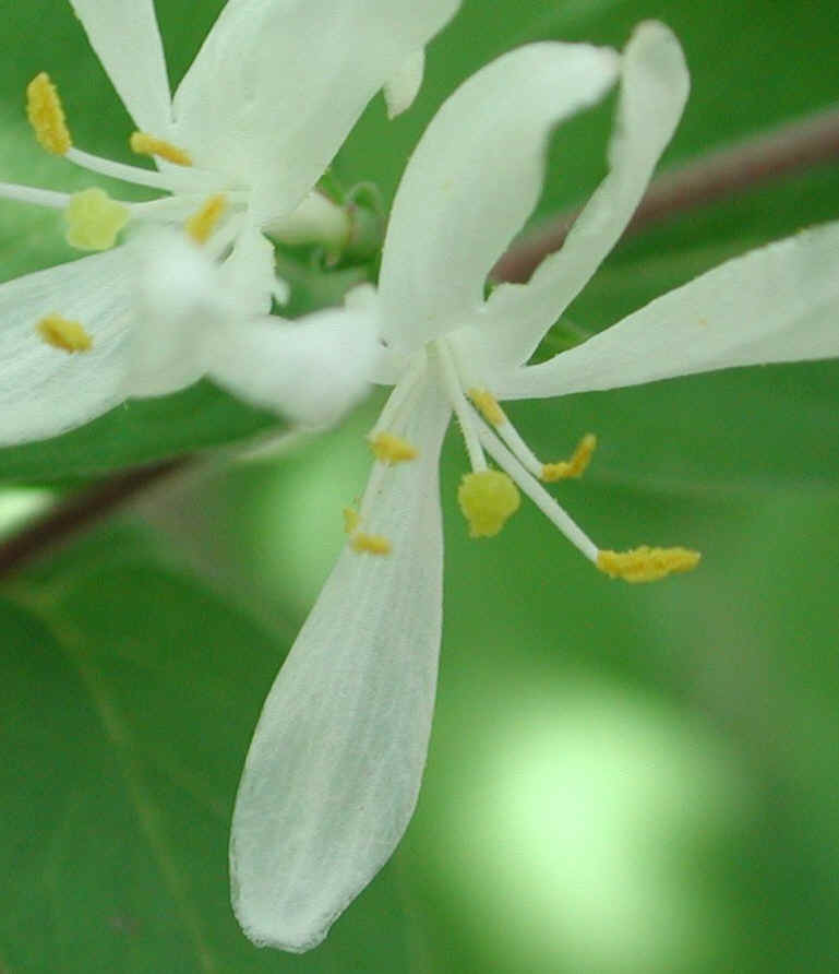 Honeysuckle, Morrow (Lonicera morrowii) - 08a
