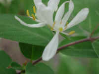 Honeysuckle, Morrow (Lonicera morrowii) - 09